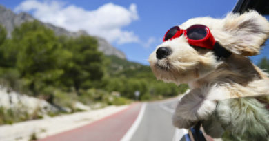 Colpo di calore cane, cosa fare? Colpo di calore cane, cosa fare?