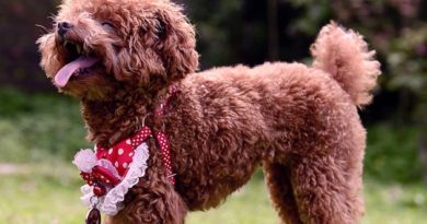 Barboncino Toy | Il perfetto cane da compagnia Barboncino Toy | Il perfetto cane da compagnia