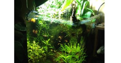 Acquario senza filtro | Consigli utili Acquario senza filtro | Consigli utili