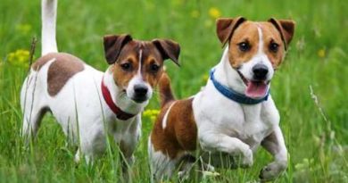 Quanto vive un cane Quanto vive un cane