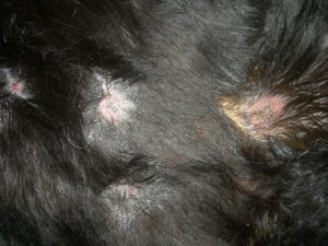 Ulcere canine da leishmaniosi
