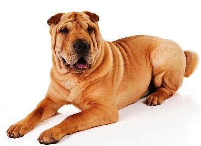 Chinese-Shar-Pei-On-White-03 - Petingros blog