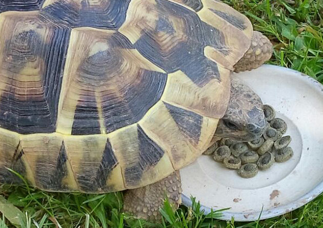 Come allevare tartarughe di terra in giardino - Petingros blog