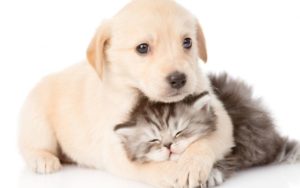 Cuccioli di cane e gatto