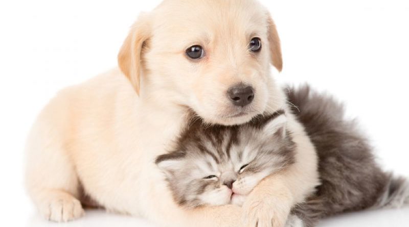 Cuccioli di cane e gatto