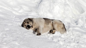 Cane e Neve