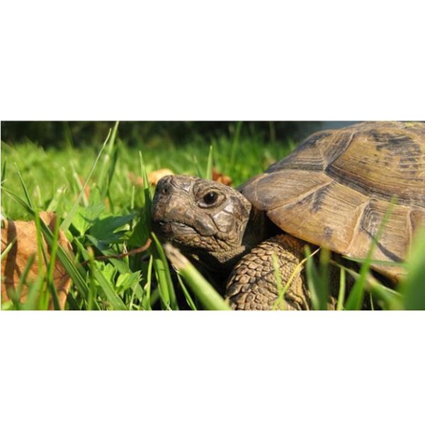 Tartarughe di terra come allevarle Petingros blog