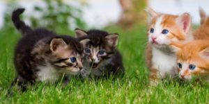 piccoli gatini