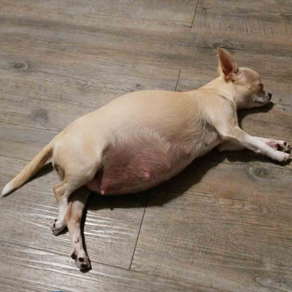 Gestazione cani Quanto dura e come riconoscerla Petingros blog