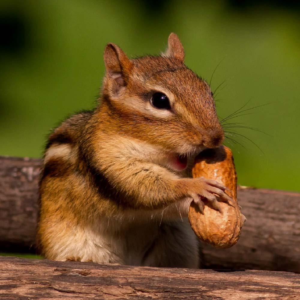 Chipmunk Twitch