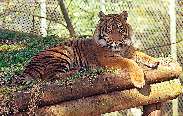 tigre allo zoo